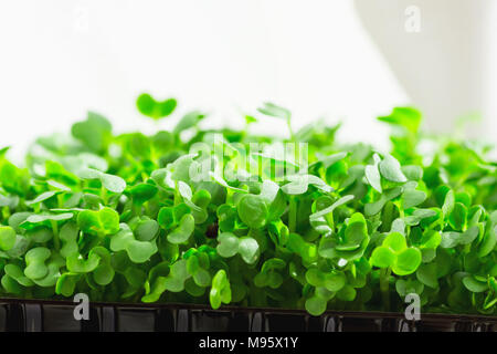 Junge frische Triebe von Topfpflanzen Brunnenkresse zuhause wachsen auf Küche Window-Sill. Weiches Tageslicht weißen Vorhang im Hintergrund. Gartenarbeit auf pflanzlicher Basis Stockfoto