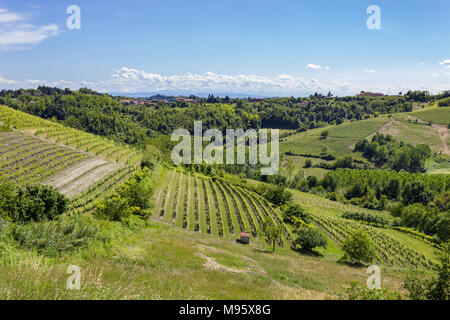 Weinberg im Monferrato (Piemont, Italien). Frühling Landschaft. Stockfoto