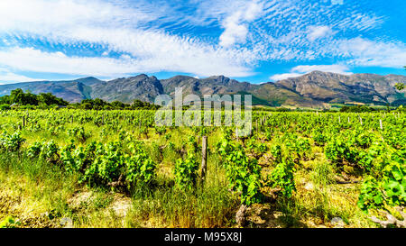 Die Weinberge der Cape Winelands im Franschhoek Valley in der Western Cape Provinz von Südafrika, inmitten der umliegenden Drakenstein Berge Stockfoto