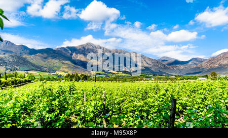 Die Weinberge der Cape Winelands im Franschhoek Valley in der Western Cape Provinz von Südafrika, inmitten der umliegenden Drakenstein Berge Stockfoto