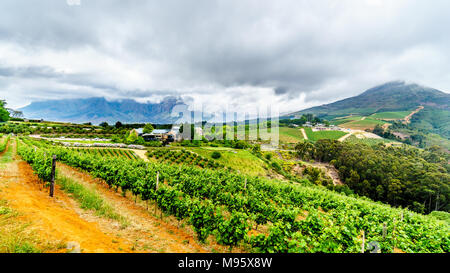 Olivenhaine und Weingärten umgeben von Bergen entlang der Helshoogte Straße zwischen historischen Städte Stellenbosch und Franschhoek in Südafrika Stockfoto