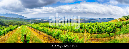 Panorama Blick auf Olivenhaine und Weinberge entlang der Helshoogte Straße zwischen historischen Städte Stellenbosch und Franschhoek in Südafrika Stockfoto