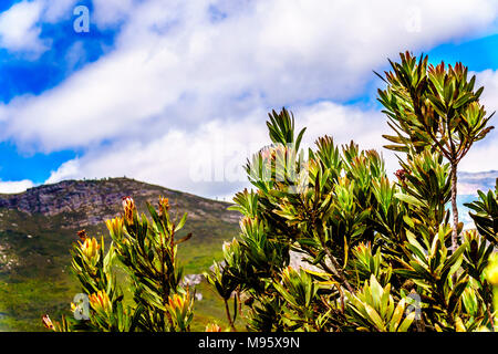 Nahaufnahme von Protea Blumen in voller Blüte entlang der Franschhoek Pass in der Western Cape Provinz von Südafrika Stockfoto