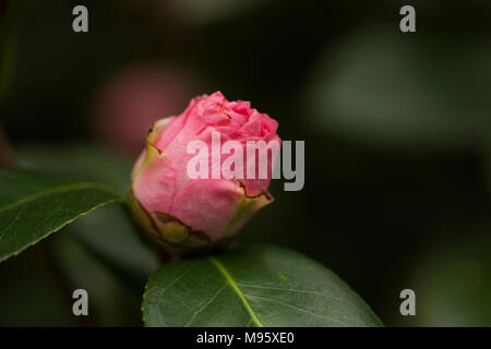 Eine Knospe rosa Kamelie (Camellia japonica) wächst auf einem Busch in Atlanta. Stockfoto