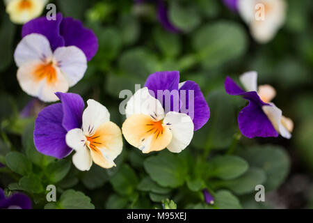 Heartsease (Viola tricolor), auch bekannt als wilde Stiefmütterchen und Johnny jump up. Stockfoto