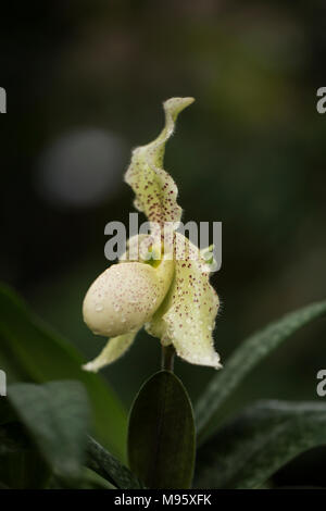 Eine Paphiopedilum Hybrid-Orchidee, die in einem Gewächshaus wächst. Stockfoto