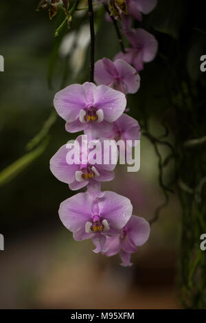 Ein lila Motte Orchideen (Phalaenopsis) hängen von einer Rebe in einem Gewächshaus. Stockfoto