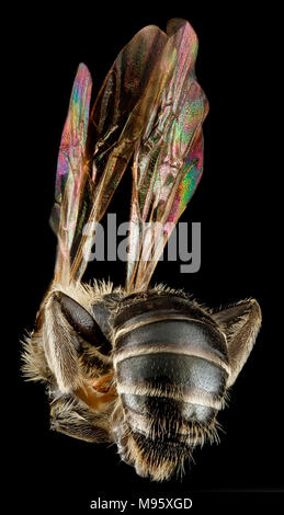 Andrena salictaria, U, zurück, Connecticut Fairfield County Stockfoto