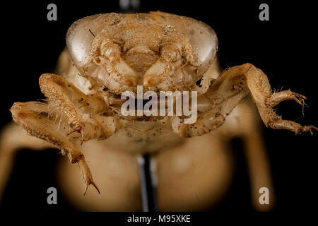 Ophiogomphus sp, U, Gesicht, Potomac River, der Rock Stockfoto