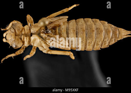 Ophiogomphus sp, U, zurück, Potomac River, der Rock Stockfoto