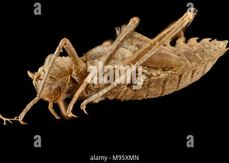 Macronia sp, Seite, MD, Montgomery County Stockfoto