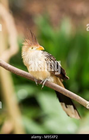 Ein guira Kuckucks (guira guira) auf dem Ast eines Baumes thront. Stockfoto