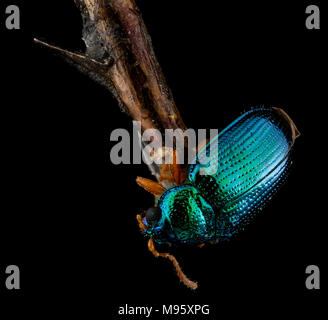 Crepidodera sp, U, Zurück 1, Maryland, Dorchester County Stockfoto