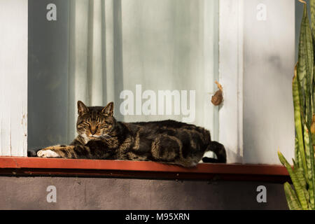 Eine schlafende Katze sonnt sich auf einer Veranda Fensterbank im Atlanta Nachbarschaft von Virginia Highland. Stockfoto