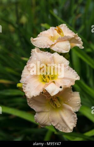 "Luxus Spitzen" Daylily, Daglilja (Hemerocallis) Stockfoto