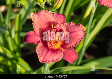 "Forsyth Doppel Datum "Daylily, Daglilja (Hemerocallis) Stockfoto