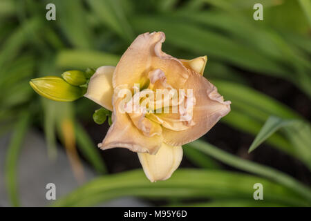 'Jean Swann' Daylily, Daglilja (Hemerocallis) Stockfoto