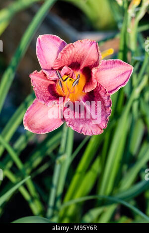 "El Torheit' Daylily, Daglilja (Hemerocallis) Stockfoto