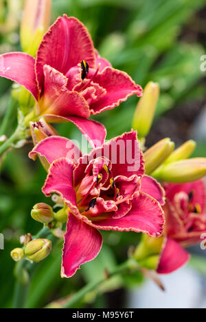 "Forsyth Doppel Datum "Daylily, Daglilja (Hemerocallis) Stockfoto