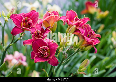 "Forsyth Doppel Datum "Daylily, Daglilja (Hemerocallis) Stockfoto