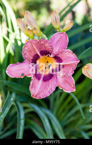 "El Torheit' Daylily, Daglilja (Hemerocallis) Stockfoto