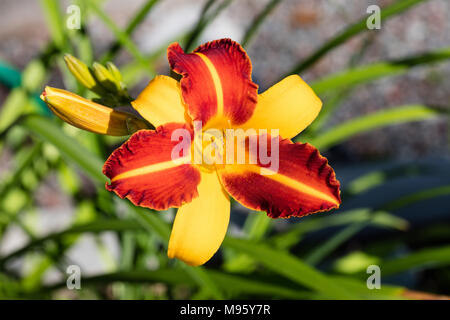 "Frans Hals' Daylily, Daglilja (Hemerocallis) Stockfoto