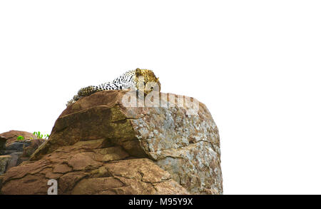 Südafrika ist ein beliebtes Reiseziel für seine Mischung aus echten afrikanischen und europäischen Erfahrungen. Krüger Park ist weltberühmt. Schlafen leopard. Stockfoto