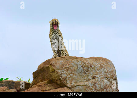 Südafrika ist ein beliebtes Reiseziel für seine Mischung aus echten afrikanischen und europäischen Erfahrungen. Krüger Park ist weltberühmt. Gähnen leopard. Stockfoto