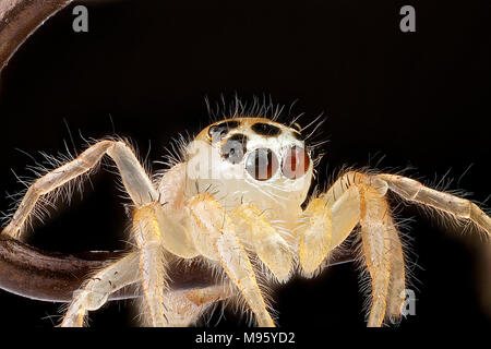 Jumping-Spider, Angelhaken - Augen Stockfoto