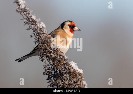 Europäische Stieglitz im Winter auf Schnee Sommerflieder Stockfoto