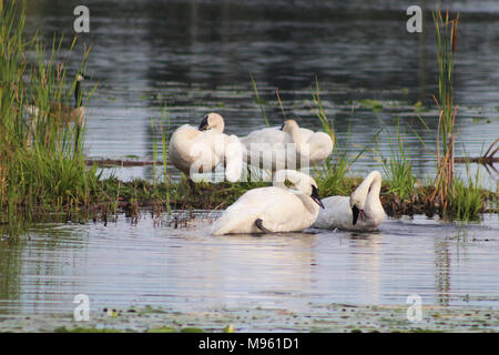 Trumpeter Schwäne Putzen Stockfoto