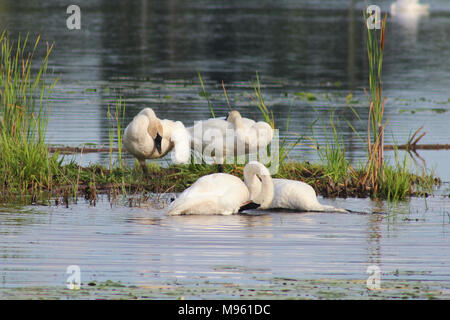 Trumpeter Schwäne Putzen Stockfoto