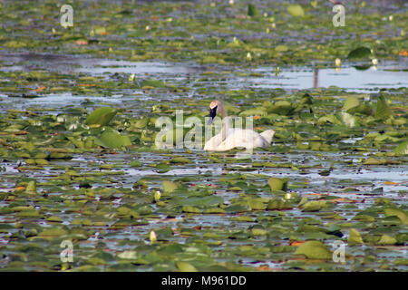 Trompeter Schwan Stockfoto