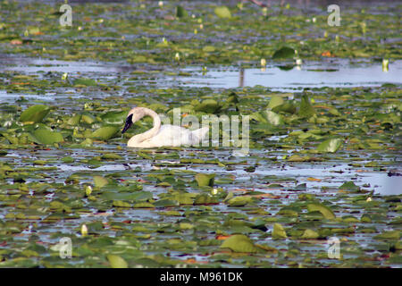 Trompeter Schwan Stockfoto