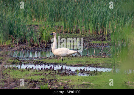 Trompeter Schwan Stockfoto