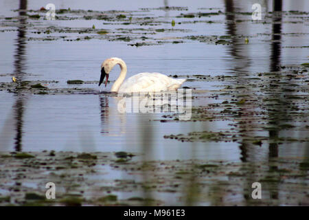 Trompeter Schwan Stockfoto