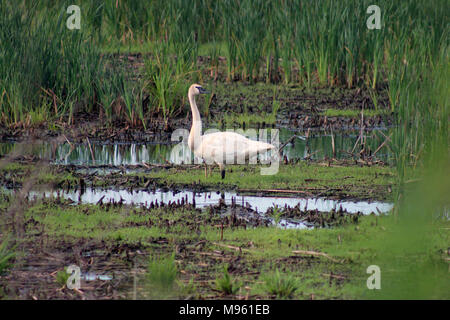 Trompeter Schwan Stockfoto