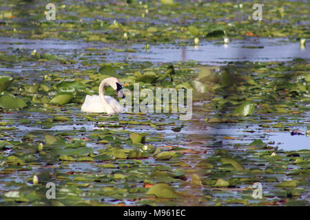 Trompeter Schwan Stockfoto