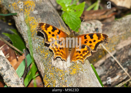 Ein Satyr komma Schmetterling, Polygonia satyrus, auf einen Gefallen mit seinem Flügel erweitert, Alberta, Kanada. Stockfoto