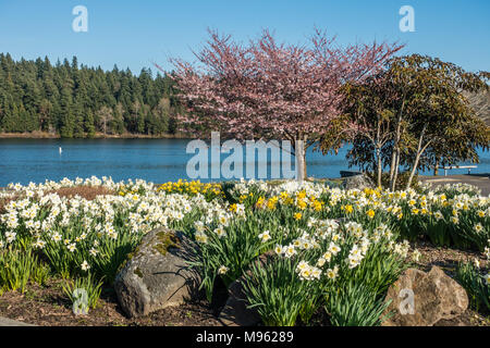 Narzissen sind in voller Blüte am Ufer des Lake Washington. Stockfoto