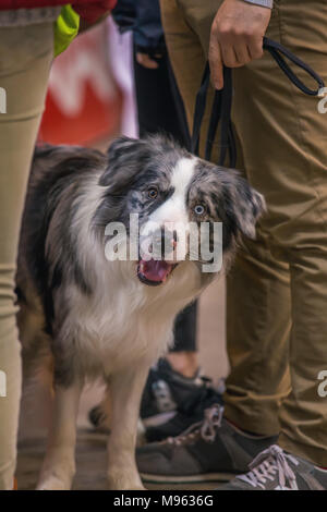 22. INTERNATIONALE HUNDEAUSSTELLUNG GIRONA März 17, 2018, Spanien, Blue Merle Border Collie Stockfoto