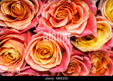 Blumenstrauß aus gelb-rosa Rosen, Nahaufnahme, Ansicht von oben Stockfoto