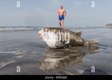 Ein kugelfisch liegt tot, nachdem von einem Fischer gefangen wird. Kugelfische kann tödlich sein, wenn sie nicht richtig gekocht so verworfen werden einmal gefangen. Kotu Gambia. Stockfoto