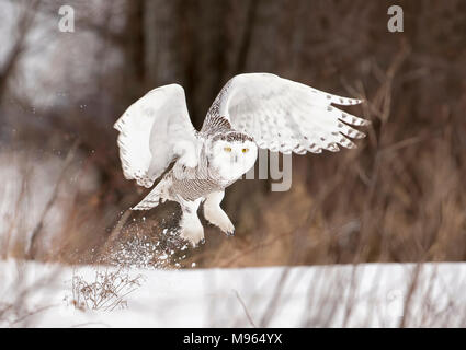 Schnee-eule (Bubo scandiacus) breitet ihre Flügel aus und bereitet die Jagd über einem schneebedeckten Feld in Kanada Stockfoto