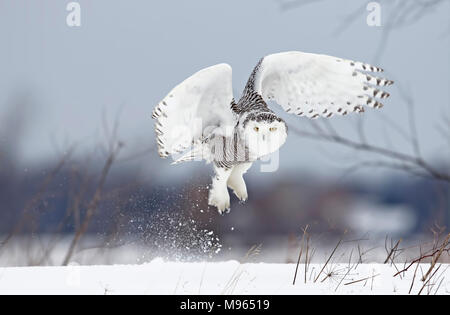 Schnee-eule (Bubo scandiacus) breitet ihre Flügel aus und bereitet die Jagd über einem schneebedeckten Feld in Kanada Stockfoto