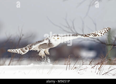 Schnee-eule (Bubo scandiacus) breitet ihre Flügel aus und bereitet die Jagd über einem schneebedeckten Feld in Kanada Stockfoto