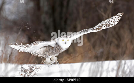 Schnee-eule (Bubo scandiacus) breitet ihre Flügel aus und bereitet die Jagd über einem schneebedeckten Feld in Kanada Stockfoto