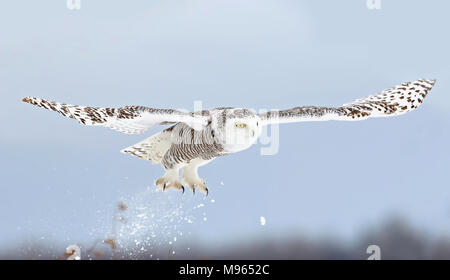 Schnee-eule (Bubo scandiacus) breitet ihre Flügel aus und bereitet die Jagd über einem schneebedeckten Feld in Kanada Stockfoto