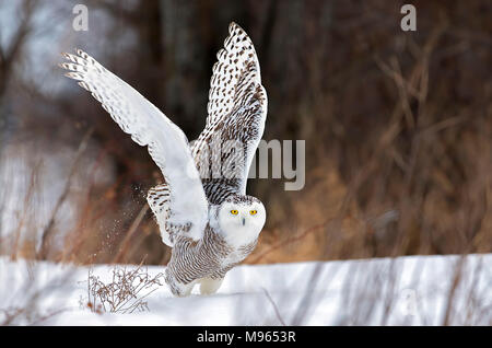 Schnee-eule (Bubo scandiacus) breitet ihre Flügel aus und bereitet die Jagd über einem schneebedeckten Feld in Kanada Stockfoto