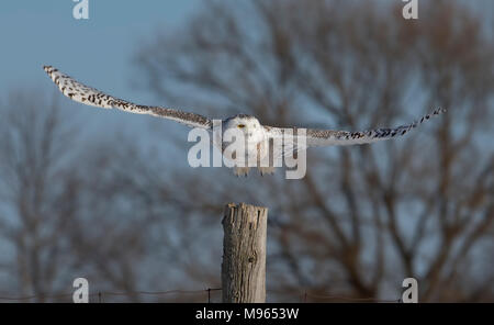 Schnee-eule (Bubo scandiacus) breitet ihre Flügel aus und bereitet die Jagd über einem schneebedeckten Feld in Kanada Stockfoto